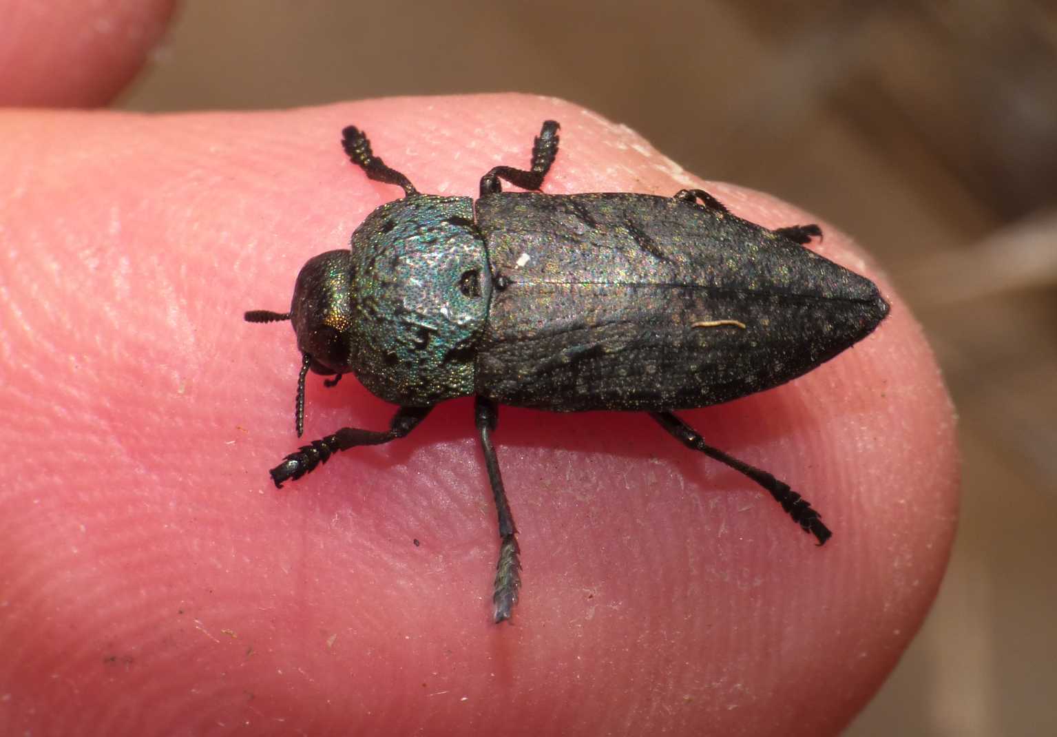 Capnodis tenebricosa